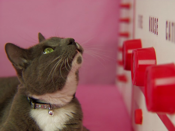 Feline Film Fest First Place!